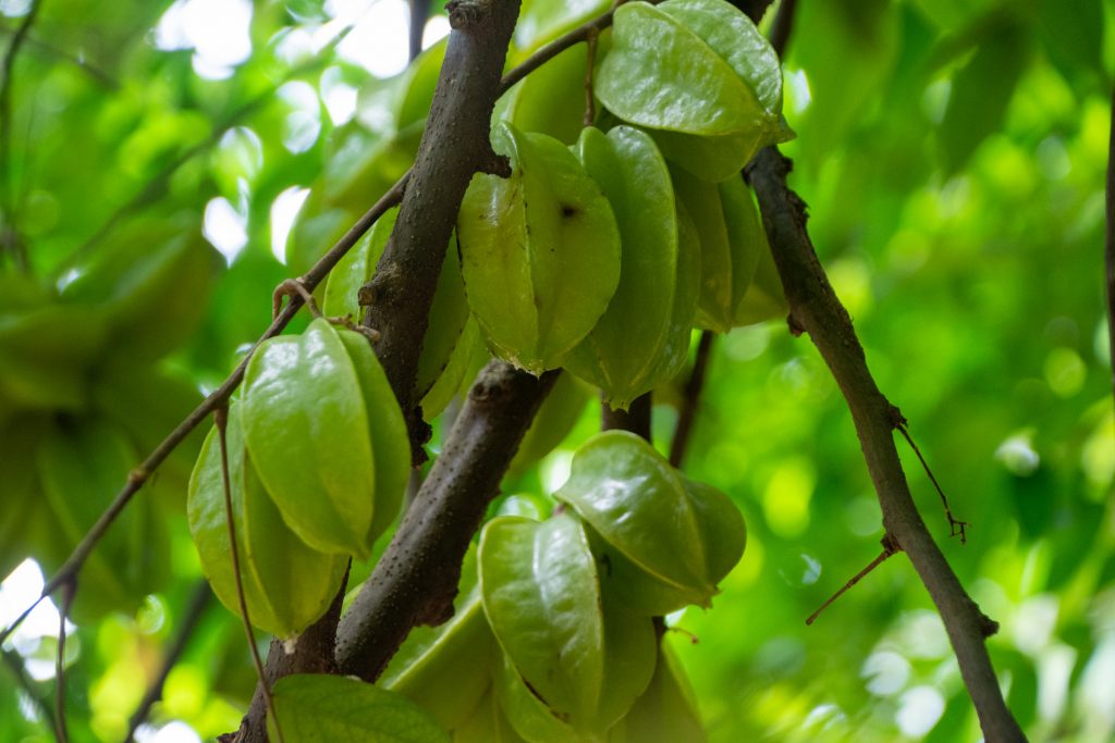 starfruits on a tree