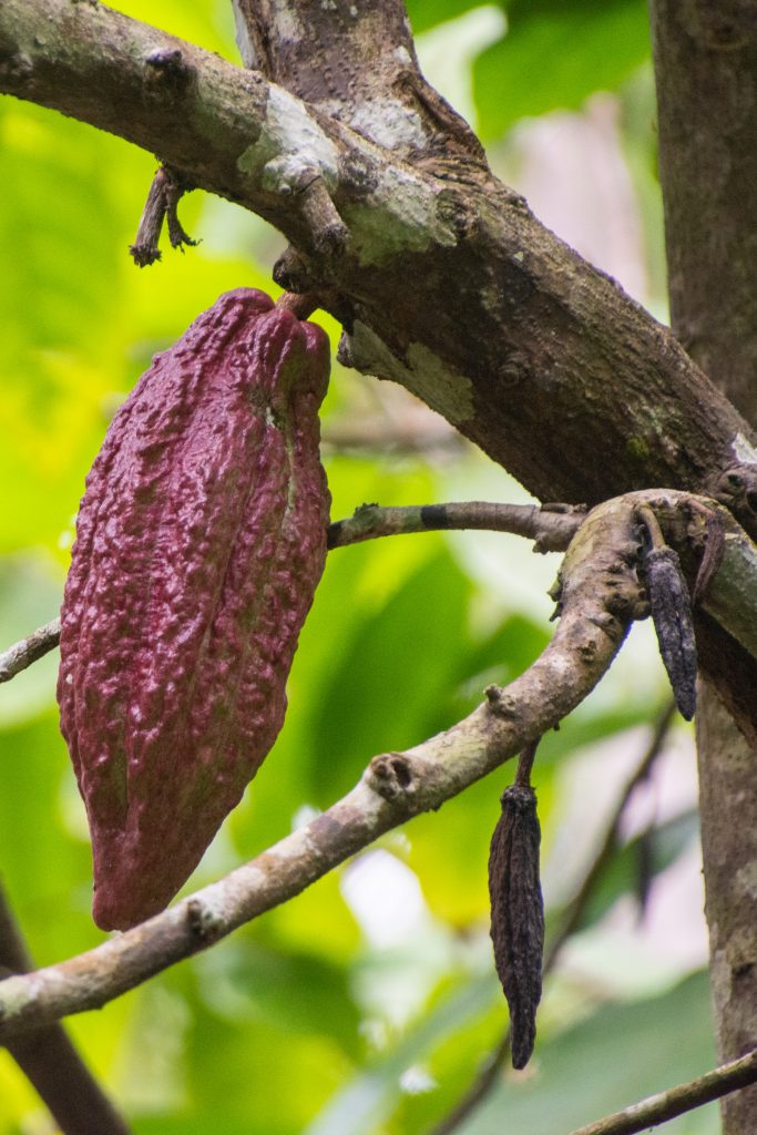 kakao fruit