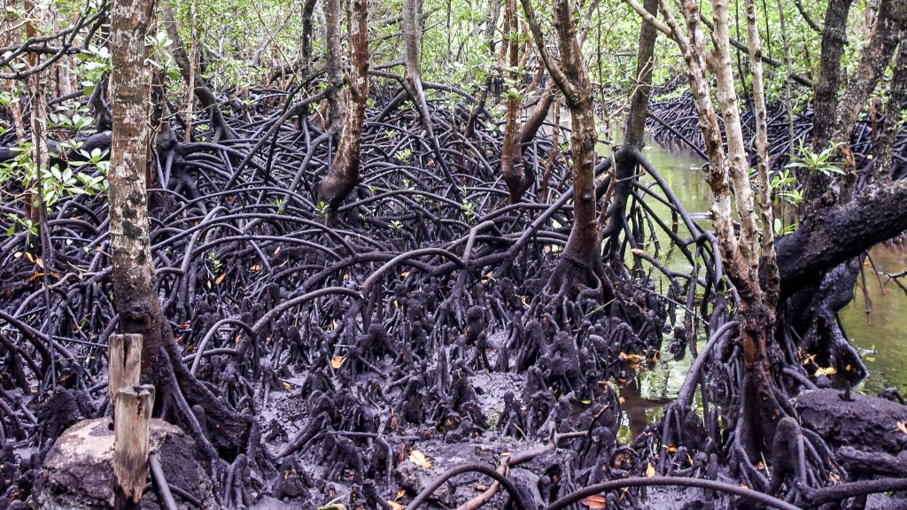 mangroves