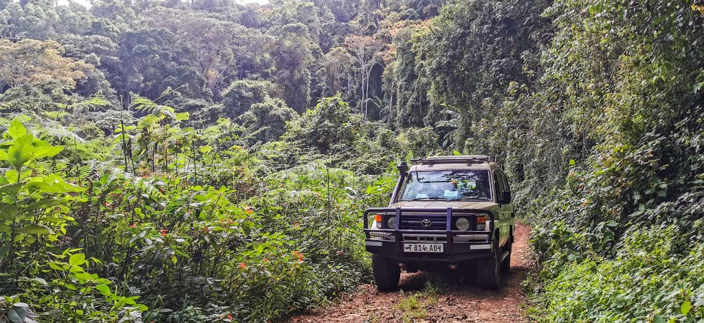 drive through the jungle