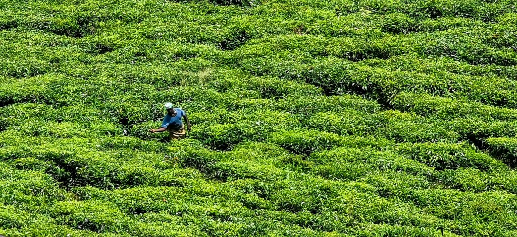 tea farm